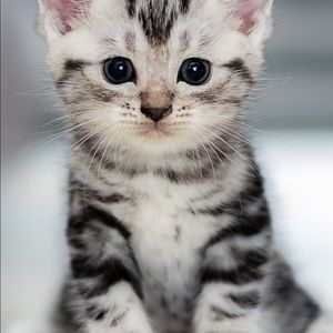 Meet your Posher, Joyce